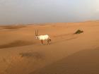 Arabian oryx in the Dubai desert