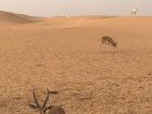 Arabian gazelle with oryx in the background