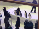 Penguins at Ski Dubai in the Mall of the Emirates (MOE)