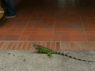 It is not uncommon to see iguanas like this one hanging out on campus