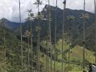 The tallest palm trees in the world!