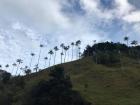 The Valle de Cocora, where these trees grow, is a must-see when visiting Colombia