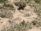 Brown bears at Naturlandia, the park's "star" animal... don't get too close!