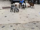 A Naturlandia guide feeds the hungry goats