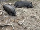 Some tired pigs at Naturlandia take a break from all of the attention tourists give them!