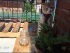 Iced coffee with a curious kitty on my balcony