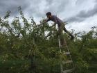 My boyfriend Patrick reaching precariously for the best apple!