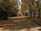 A park in the middle of the road! It feels so good to be surrounded by trees while walking home