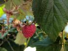 Raspberries on the bush in the garden!