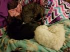 Rare moment with my two cats (Hunter and Ty) and dog (Milo) sleeping together