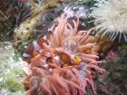 I took so many pictures of these fish to get the perfect shot at the aquarium in Genova, Italy--I thank my parents for my love of photography!