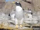 Cool penguin in Genoa aquarium! 