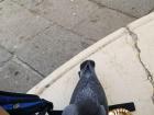 Pigeon looking for leftover pizza!