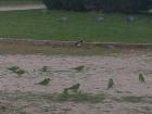 All three types of birds in one photo!