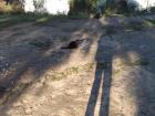 Just a few cats.