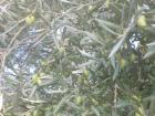 Some olives still on the tree.