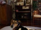 Not only do you see Enzo, the Jack Russell Terrier, but you also see a painting in the background by my host father, Pedro