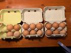 Here are the eggs that my family brought home for this week! There are so many. They often give some eggs to our neighbors, as each day a female chicken produces an egg. And there are 12 chickens!