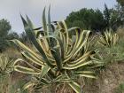 A very interesting Yucca
