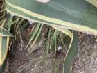 A close up of the spikes on the Yucca leaves