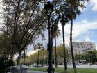 A picture of a typical street in Barcelona. Look at the palm trees!