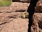 This animal is called a viscacha and it looks like a rabbit