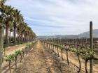 The climate is perfect for growing grapes and some of the vines grow to be 100 years old!