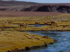 If we zoom in, we can see some vicuñas eating in the distance 