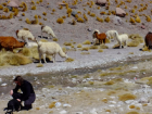 Near my hostel in Bolivia, I got to meet some llamas and their herding dog