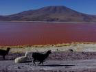 These llamas did not startle easily and would just walk right up to you! 