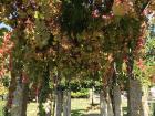 Parque dos Condes has some vines that have grown next to the sidewalks and then over the sidewalks to provide shade.  This is especially important in summer, when temperatures regularly reach 90 degrees