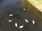 This is a picture of some of the ducks and geese at Parque dos Condes swimming around in the pond