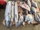 Some of the diversity of fish in the market today. The skinny barracuda have big teeth