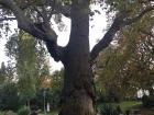A truly humongous tree I found in Parc Monceau