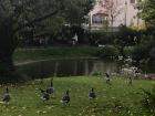 There are geese that live in this park and all of the sudden they all decided that they needed to walk towards the pond.