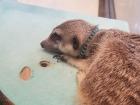 Meerkats use their long claws to help dig tunnels