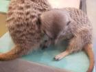 Meerkats love to cuddle next to each other