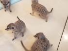 Meerkats are social creatures- you can't have one by itself