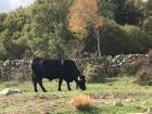 I saw this bull on a hike near Madrid. It was HUGE in person! 