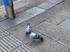 Pigeons are all over Madrid, just like in cities in the USA