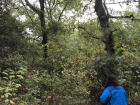 Hiking deep into the woods of Ourense for the Chestnut Party