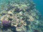 Fish blend into the coral for protection 