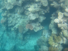 Another underwater picture of coral