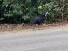 Cassowary and baby 