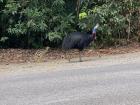 Cassowary and baby 