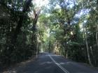 Driving into the Daintree Rainforest