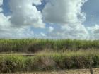 A sugarcane field in Queensland, Australia