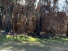 This area experienced a bushfire a few years ago and is still recovering