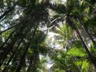 The trees cover the sky when you walk through the rainforest