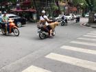 It is very common to see people driving with animals and large objects (such as refridgerators and pallets of materials) on their bike.  